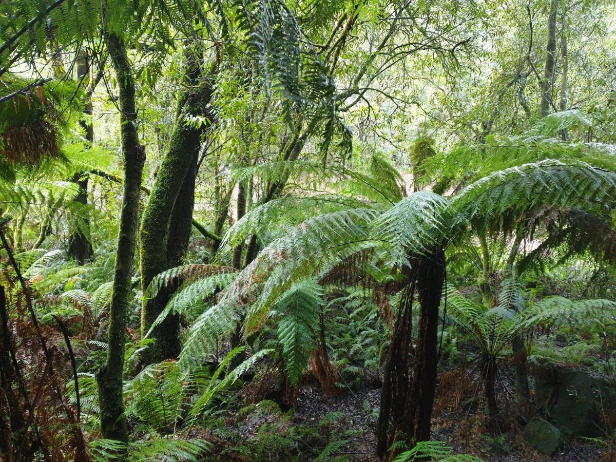 Cozy Otways Accommodation Beech Forest Buitenkant foto