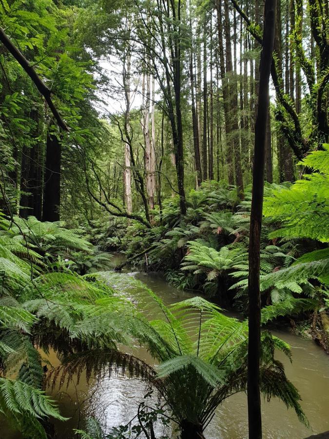 Cozy Otways Accommodation Beech Forest Buitenkant foto